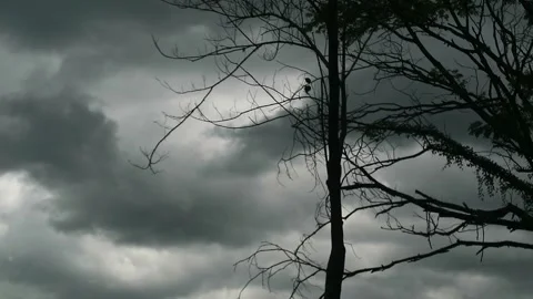Dry wooden branches on dark clouds background Stock Footage 296566030