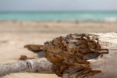 Dry, worn out trunks on sandy beach Stock Photos