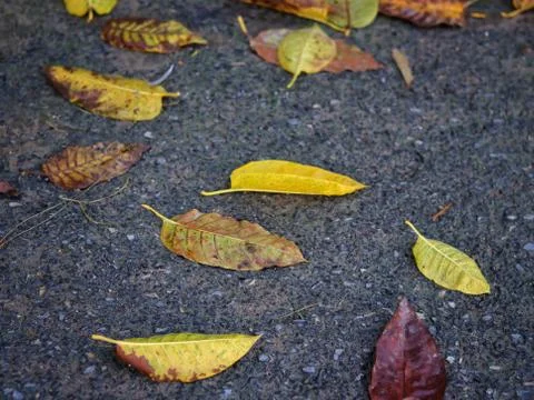 Dry yellow and orange leaves on the cracked ground. Stock Photos