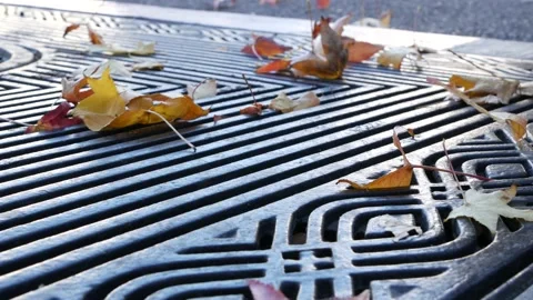 Dry yellow autumn fallen maple leaves, metal grate on ground of american street. Stock Footage 157747112