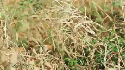 Dry yellow colored grass fluttering in the wind Stock Footage 98247964