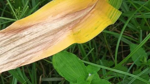 Dry Yellow Corn Leaf on Green Grass Background Fotos Stock