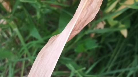 Dry Yellow Corn Leaf on Green Grass Background Fotos Stock