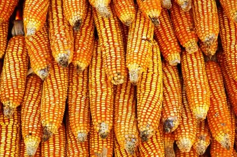 Dry yellow corn Stock Photos