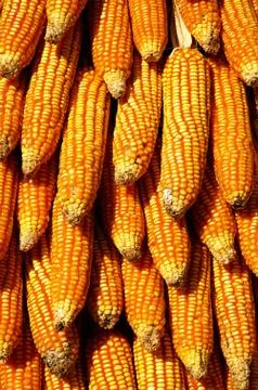 Dry yellow corn Stock Photos