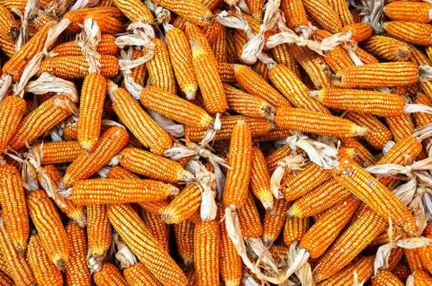 Dry yellow corn Stock Photos