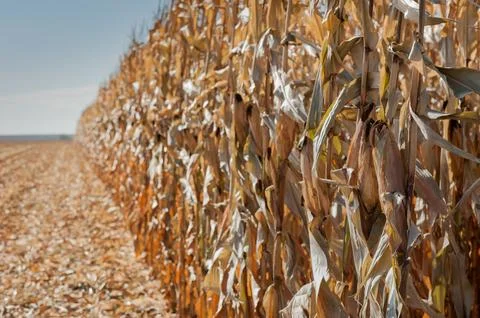 Dry yellow ears of corn close-up on the edge of the field ready for harvest Stock Photos