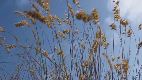 Dry yellow grass on blue sky background  Stock Footage 171608922