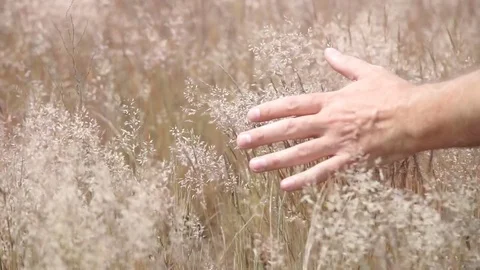 Dry Yellow Grass Stock Footage 77046596