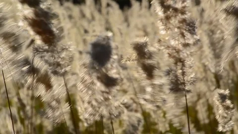Dry yellow grass moving in the wind 스톡 동영상 95754325