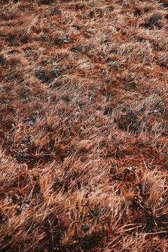 Dry yellow grass pattern on the ground 스톡 사진