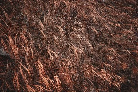 Dry yellow grass pattern on the ground Stock Photos