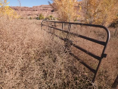 Dry yellow grass Stock Photos