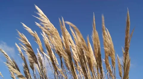 Dry yellow grass is waving in the wind against a clear blue sky, by the sea Stock Footage 51848085