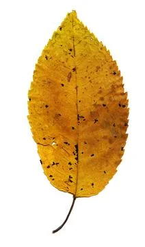 Dry yellow leaf with black spots Stock Photos