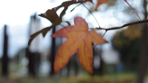Dry yellow leaf on branch moved by wind in foreground Stock Footage 147906609