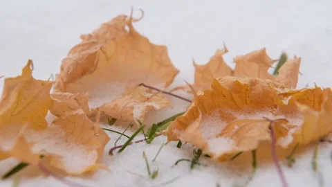 Dry yellow leaf Stock Footage 99825412