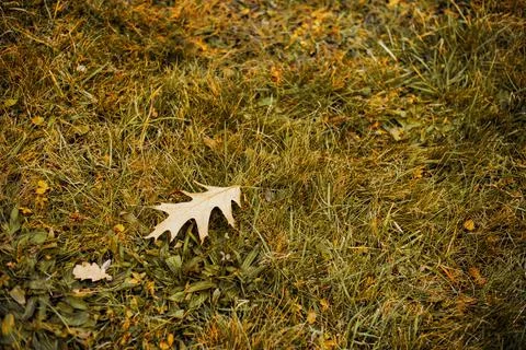 A dry yellow leaf is lying on the grass. Autumn background. Leaf fall. Stock-Fotos