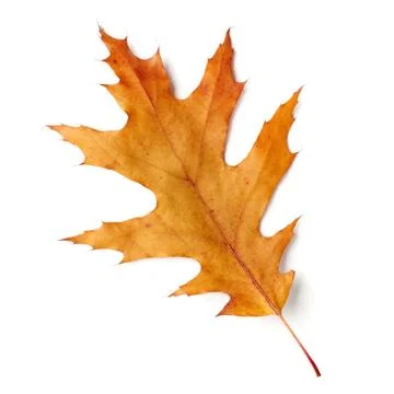 Dry yellow leaf Stock Photos