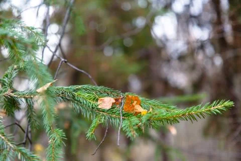 Dry yellow leaf from the tree lies on a tree branch Stock Photos