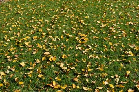 Dry yellow leaves background Stock Photos