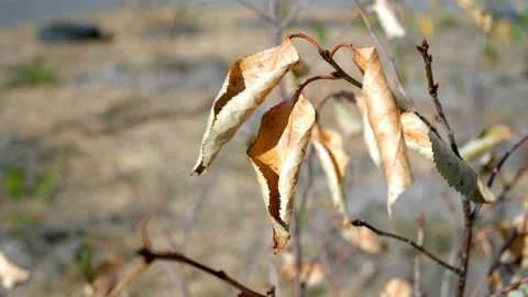 Dry yellow leaves swaying in the wind on branch of small tree. Stock Footage 116591453