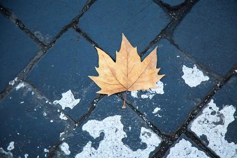 Dry yellow maple leaf on dark grey cobblestone road. Autumn concept. Loneliness Stock Photos