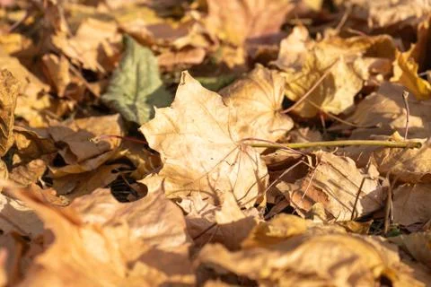 Dry yellow maple leaf on the ground Stock Photos