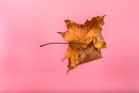 Dry yellow maple leaf on a pink background Foto stock