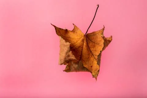 Dry yellow maple leaf on a pink background Foto stock