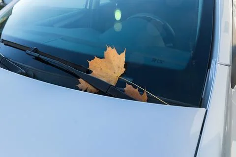 Dry yellow maple leaf on a transparent window of the car. Foto stock