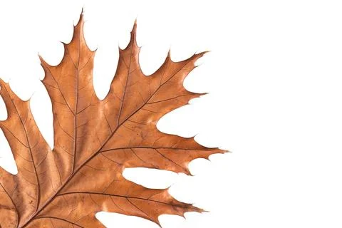 Dry yellow maple leaf on white isolate Stock Photos