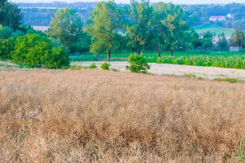 Dry yellow rape fields create picturesque landscape during harvest season. Stock Photos