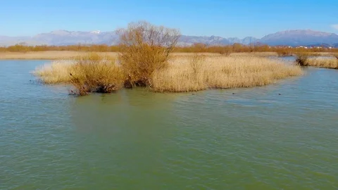 Dry yellow reeds leafless trees shallow lagoon lake Video stock 125568102