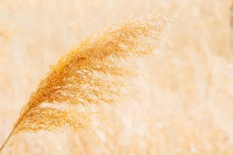 Dry yellow sedge Stock Photos