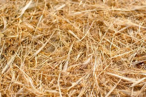 Dry yellow straw grass background texture after havest Stock Photos
