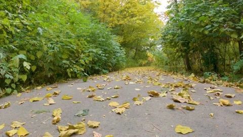 Dry yellowing leaves Stock Footage 206765155