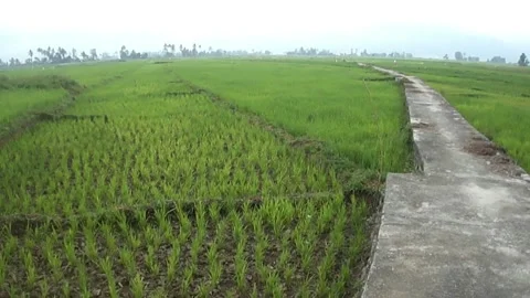 Dry_rice_fields Stock Footage 236178503