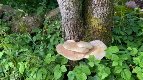 Dryad's saddle or pheasant's back mushroom 스톡 동영상 343087044