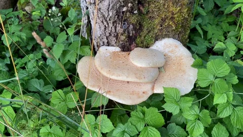Dryad's saddle or pheasant's back mushroom Stock Footage 343087085