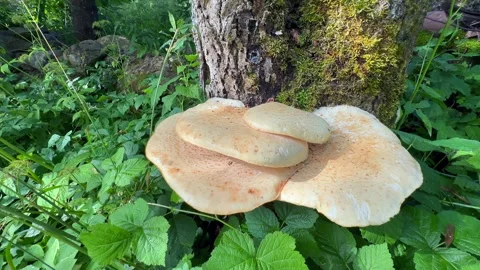 Dryad's saddle or pheasant's back mushroom 스톡 동영상 343088988