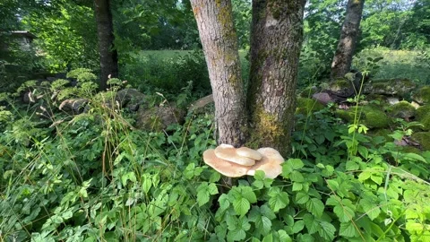 Dryad's saddle or pheasant's back mushroom 스톡 동영상 343089403