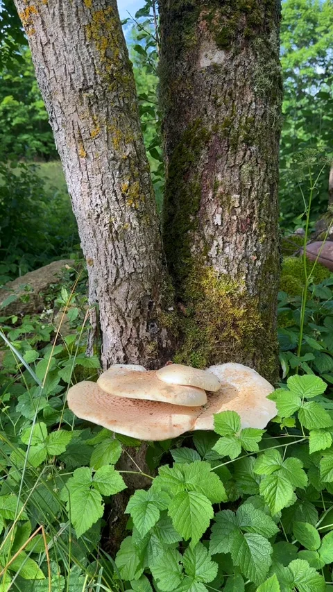 Dryad's saddle or pheasant's back mushroom Video stock 343089698