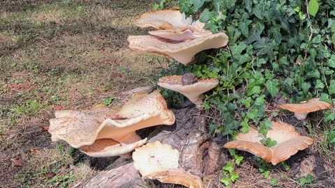 Dryad's Saddle - Pheasant's Back Mushroom - Fungi Mushrooms - Close-Up Stock Footage 345327219