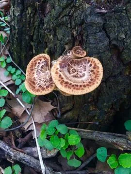 Dryad's Saddle Stock Photos