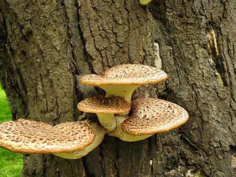 Dryad's saddle Stock Photos