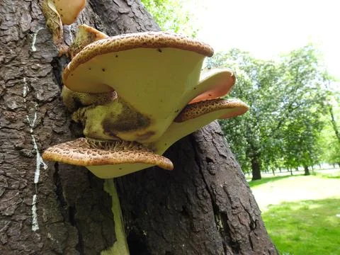 Dryad's saddle Stock Photos