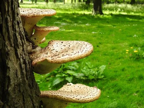 Dryad's saddle Stock Photos