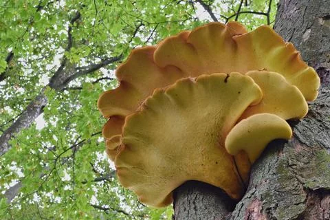 Dryad's saddle, tree pathogen mushroom Stock Photos