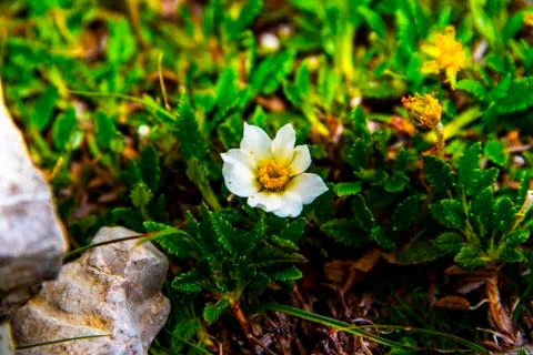 Dryas octopetala Stock Photos